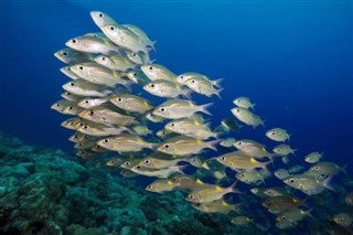 Kiribati hava tahmini