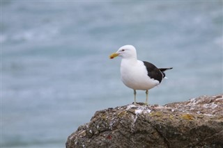 Kiribati hava tahmini