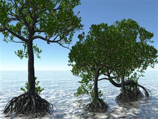 Kiribati vejrudsigt