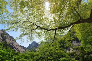 Korea, North vejrudsigt