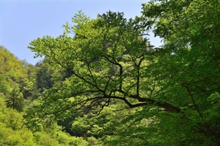 Korea, North vejrudsigt