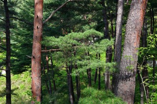 Korea, North vejrudsigt