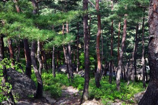 Korea, North vejrudsigt