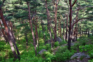 Korea, North vejrudsigt