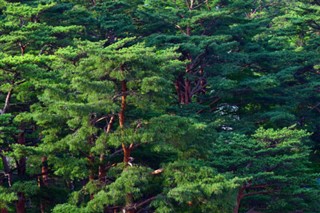 Sjeverna Koreja Vremenska prognoza