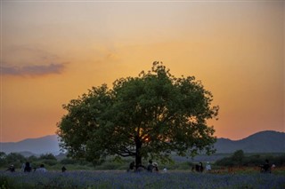 Güney Kore hava tahmini