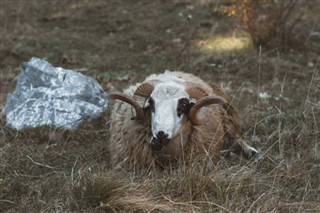 Kosova hava tahmini