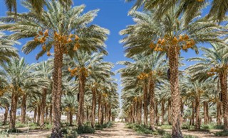 Kuwait vejrudsigt