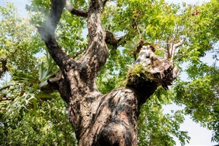 Laos hava tahmini