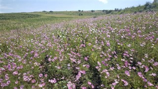 Lesotho hava tahmini