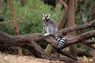 Madagaskar hava tahmini