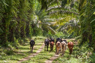 Madagaskar vejrudsigt