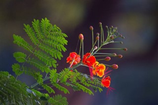 Madagaskar vejrudsigt