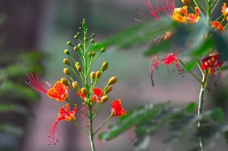 Madagaskar hava tahmini