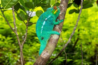 Madagaskar vejrudsigt