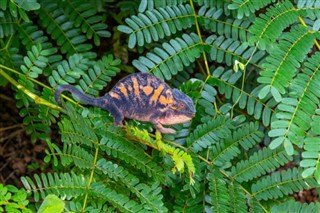 Madagaskar vejrudsigt