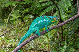 Madagaskar vejrudsigt