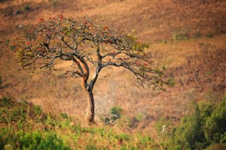 Malawi hava tahmini