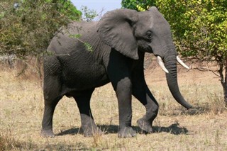 Malawi Időjárás-jelentés