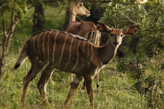 Malawi vejrudsigt