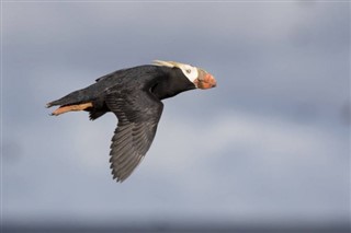 Marshalløerne vejrudsigt