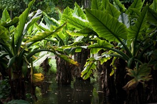 Mauritius időjárás-jelentés