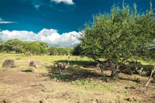 Mauritius hava tahmini