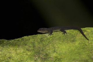 Mayotte Vremenska prognoza