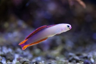 Mayotte hava tahmini