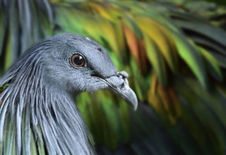 Mayotte Hava tahmini