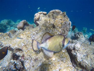 Mayotte vejrudsigt