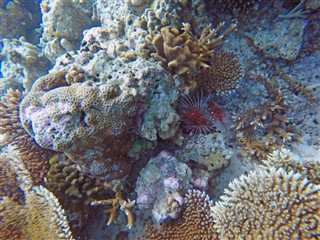 Mayotte vejrudsigt