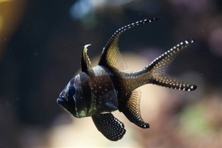Mayotte sääennuste
