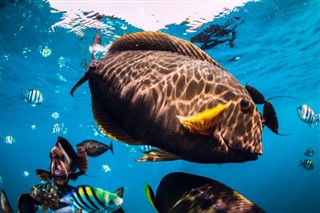 Mayotte vejrudsigt