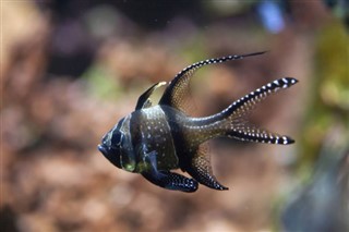 Mayotte vejrudsigt