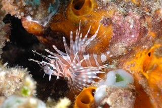 Micronésie prévisions météorologiques