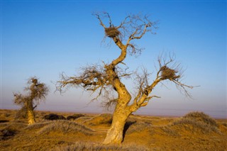 Moğolistan hava tahmini
