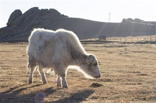 Moğolistan hava tahmini