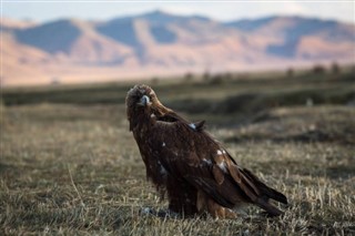 Mongolie prévisions météorologiques