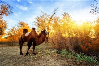 Moğolistan hava tahmini