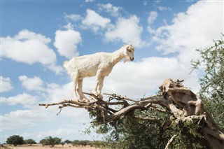 Maroc prévisions météorologiques