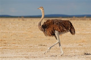 Namibia vejrudsigt