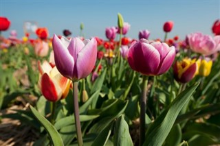 Hollanda hava tahmini