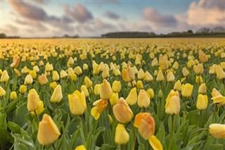 Hollanda hava tahmini