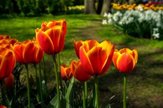 Hollanda hava tahmini