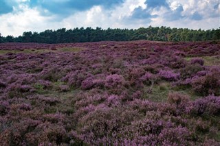Holland vejrudsigt