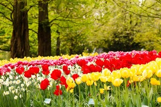 Hollanda hava tahmini