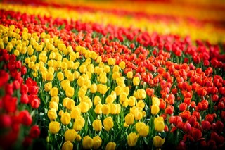 Hollanda hava tahmini