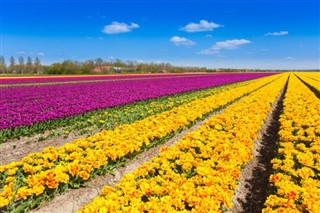 Hollanda hava tahmini