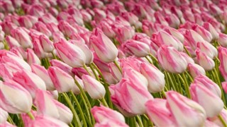 Netherlands weather forecast